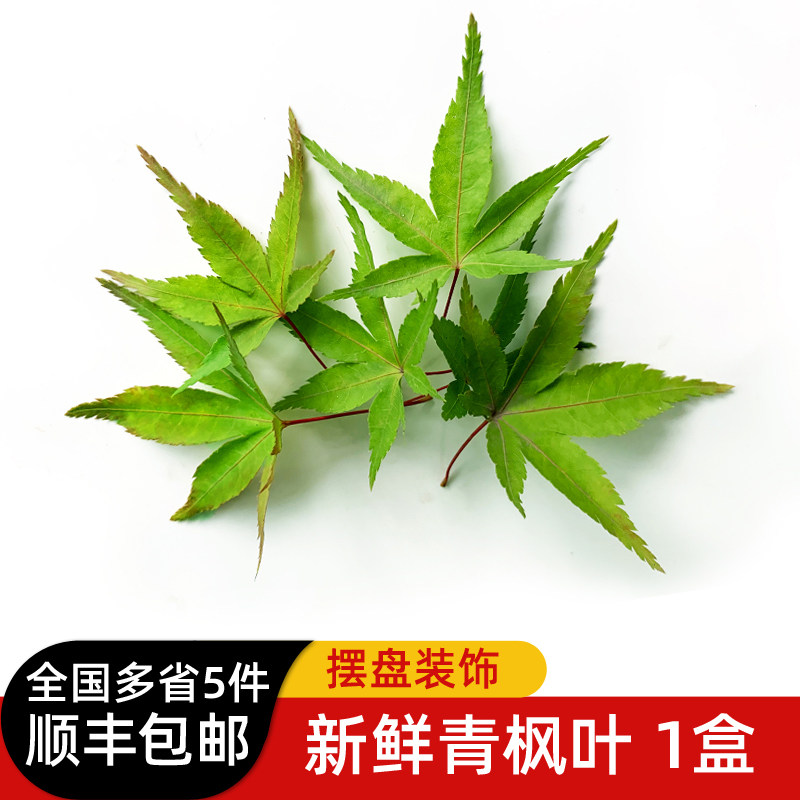 新鲜绿枫叶30片/盒 青枫树叶子 西餐冷菜摆盘装饰江浙沪皖5件包邮
