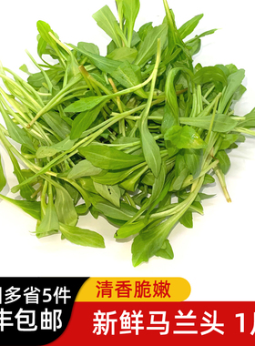 马兰头500g 新鲜蔬菜食用鸡儿肠金山本地马兰头凉拌食材 5件包邮