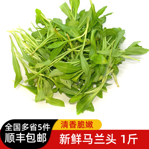 马兰头500g 新鲜蔬菜食用鸡儿肠金山本地马兰头凉拌食材 5件包邮