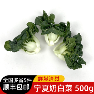 新鲜宁夏奶白菜500g 矮脚奶白菜蔬菜 牛奶白菜 奶油白菜