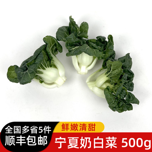 新鲜宁夏奶白菜500g 矮脚奶白菜蔬菜 牛奶白菜 奶油白菜