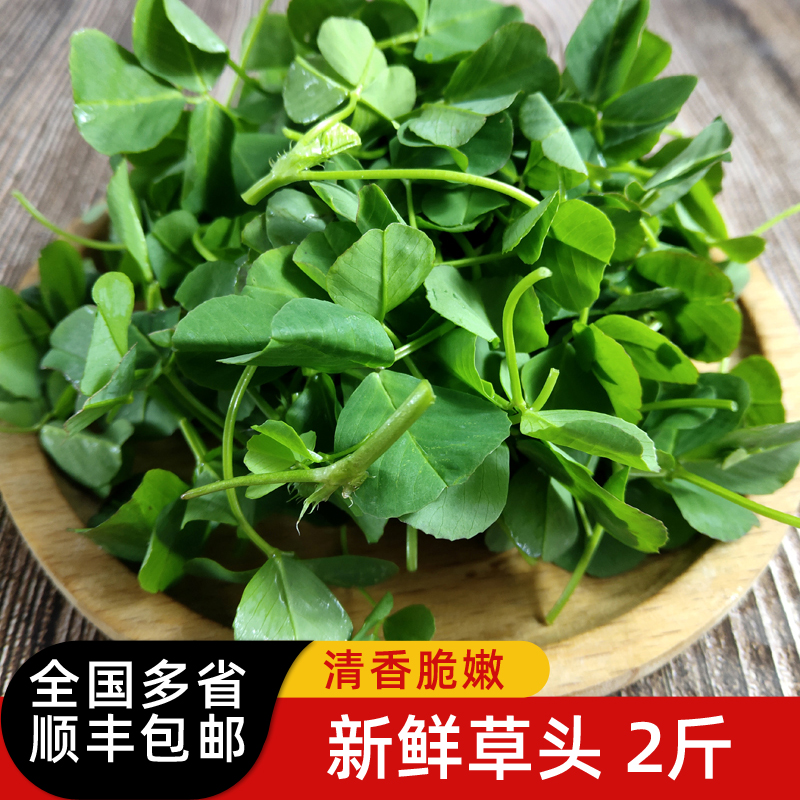 新鲜草头2斤 上海本地农家三叶菜 新鲜蔬菜金花菜苜蓿草本地草头 水产肉类/新鲜蔬果/熟食 叶菜类 原图主图