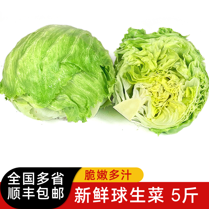 新鲜球生菜5斤汉堡沙拉用蔬菜