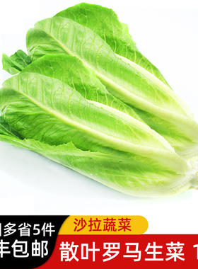 散叶罗马生菜500g 新鲜蔬菜罗纹凯撒生菜西餐沙拉食材