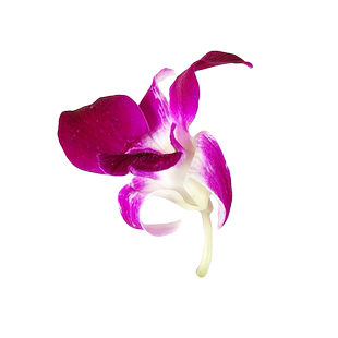 新鲜洋兰花250g杨兰花马兰花火锅酒店饭店西餐点缀摆盘装饰鲜花朵