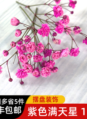 紫色满天星1盒 酒店摆盘花草西餐日料冷菜装饰任搭5件包邮