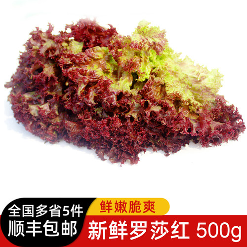 500g罗莎紫叶新鲜蔬菜