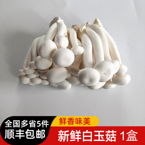 新鲜白玉菇炒菜炖汤食材