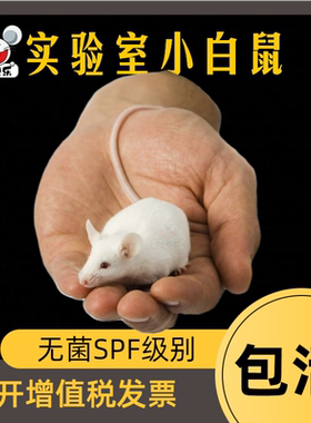 实验小白鼠KM昆明鼠无菌spf级别药理学生试验解刨可开发票包活C57