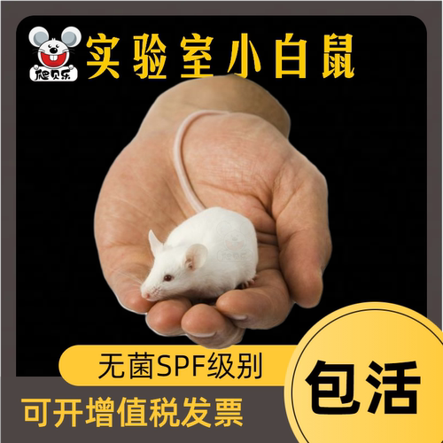 KM昆明鼠实验解刨学无菌spf级别