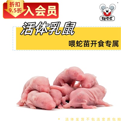 活体乳鼠饲料爬贝乐无菌乳鼠