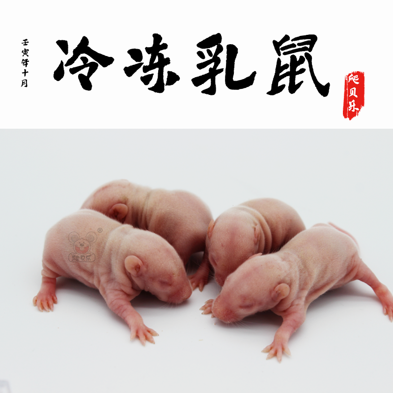 冷冻无菌小白鼠喂蛇乳鼠爬虫宠物食龟角蛙粮猫粮孕幼猫红粉皮白霜-封面