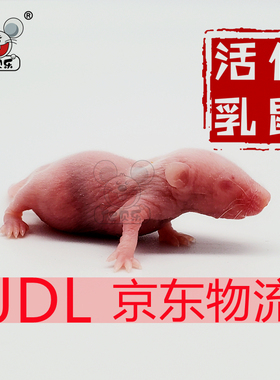 活体乳鼠红皮喂角蛙蜥蜴猫龟口粮饲类饲料无菌粉白霜食物京东包邮