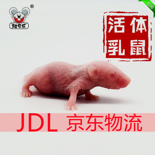 活体乳鼠红皮喂角蛙蜥蜴猫龟口粮饲类饲料无菌粉白霜食物京东包邮