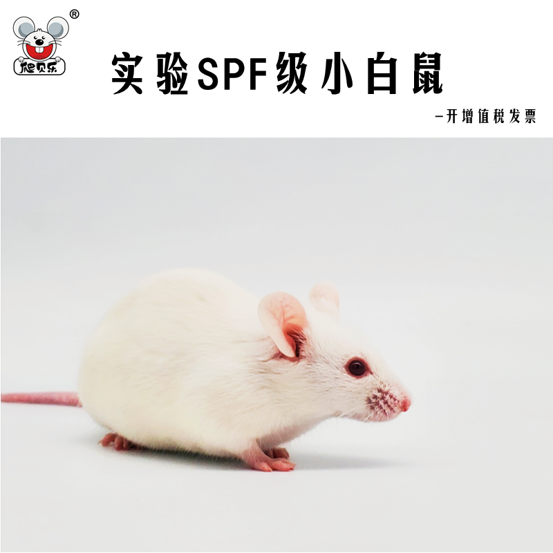 活体实验室km昆明小白鼠学生试验spf无菌封闭群基因解刨鼠病理学