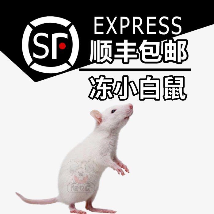 爬贝乐顺丰冷冻蛇粮小白鼠