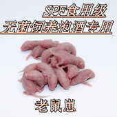 无菌食用级无毛乳鼠泡酒专用spf规格月子酒跌打酒用无毛鼠仔