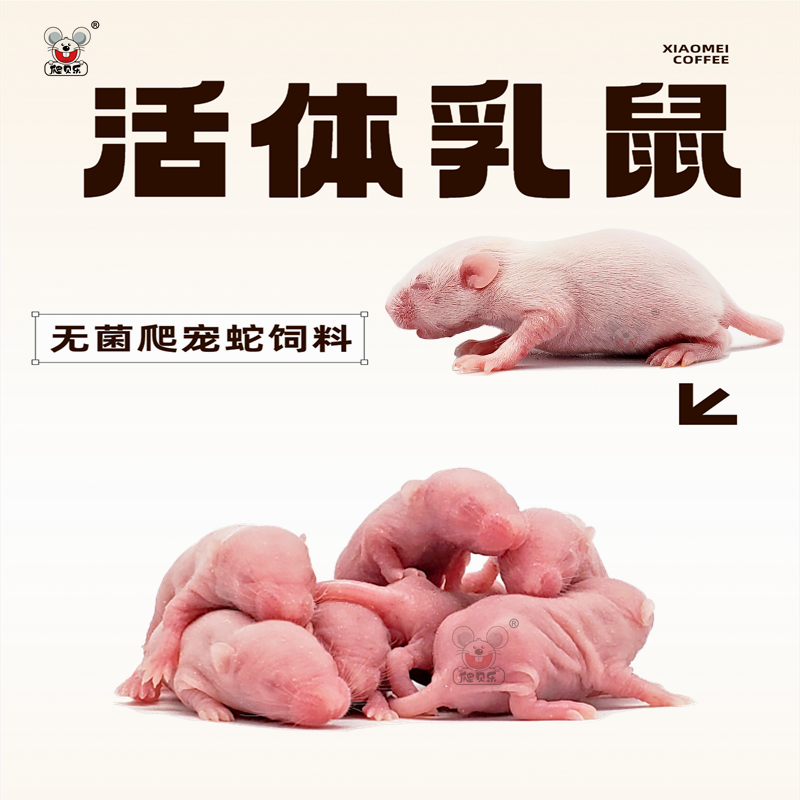 活体爬虫乳鼠无菌喂角蛙粮爬虫小白鼠饲料无菌红粉皮白霜猫龟包邮