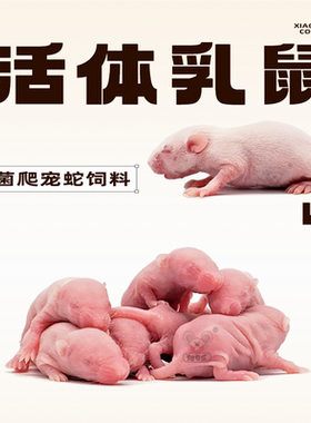爬虫饲料小白鼠爬贝乐灭菌
