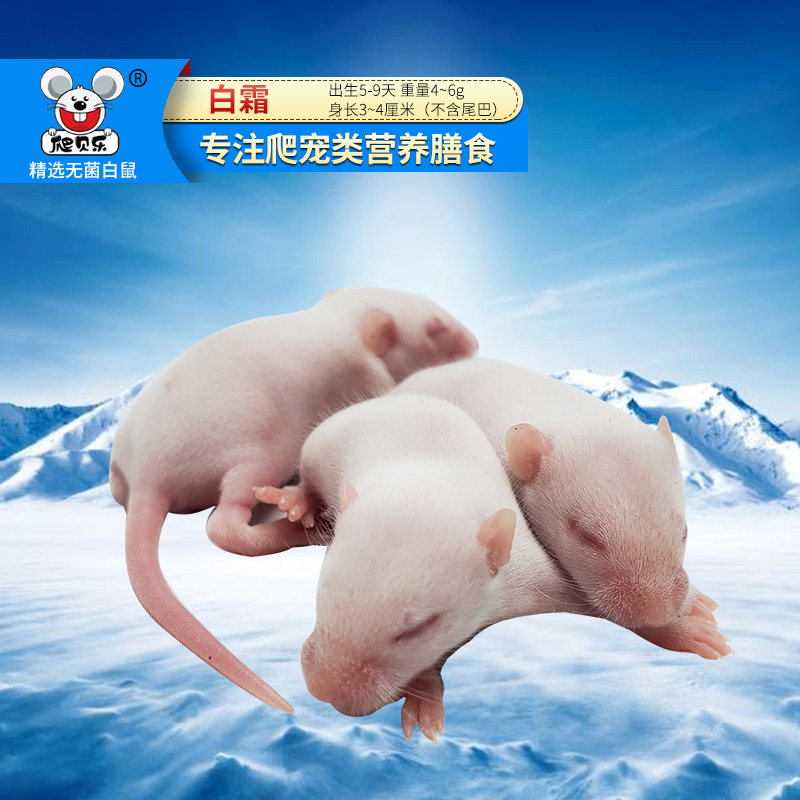 鲜冻无菌猫粮蛇食物鳄龟蜥蜴守宫爬虫角蛙成体小白鼠压成无毛耗子