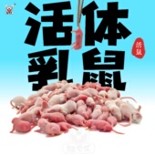 活体乳鼠红粉皮白霜灭菌喂角蛙饲料爬虫猫粮小白鼠爬宠不包活