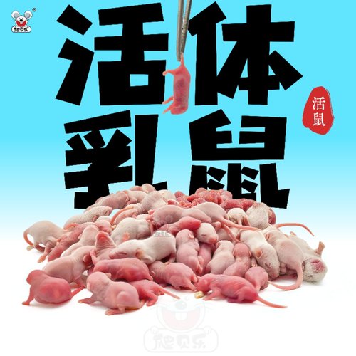 活体乳鼠红粉皮白霜灭菌喂角蛙饲料爬虫猫粮小白鼠爬宠不包活