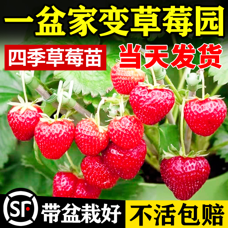 【草莓苗4盆】奶油草莓苗盆栽