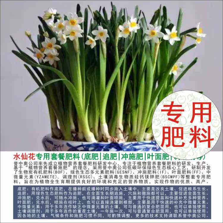 水仙花套餐价格 水仙花套餐图片 星期三