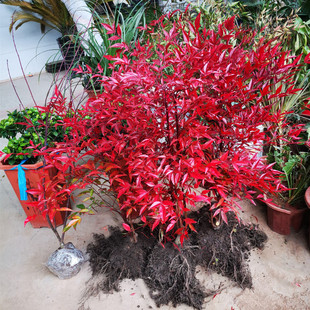 火焰南天竹树苗庭院四季红南天竹盆栽室内客厅阳台竹子绿植南天竺