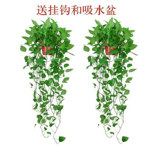 速发绿萝大量直供长藤盆栽大叶绿箩客厅植物水培花卉室内好养爬厂