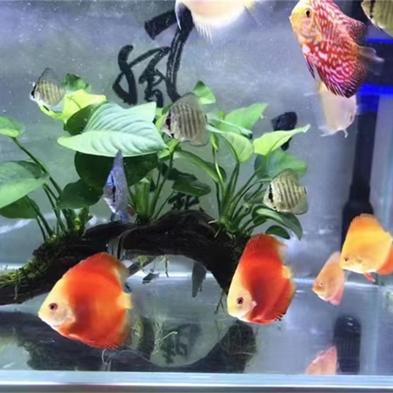 速发鱼缸懒人鲜水水草水养植物培养活活榕沉木水易植物多头水榕
