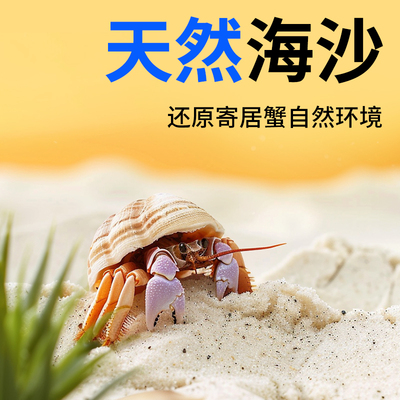 速发寄居蟹专用沙鱼缸装饰造景摆件贝沙砂原生底壳沙免洗寄居蟹造