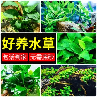 速发鱼缸水草植净懒人淡水阴性水榕沉木物水增氧大叶榕迷你榕造景