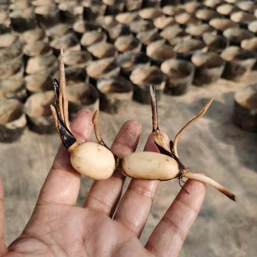 速发茎莲种藕小荷花块莲碗带芽苞水生植物迷你小根花苗室内外花卉