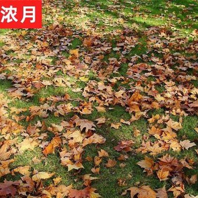 速发树叶落叶秋叶装干真树叶树树叶饰枯叶树叶摄影道具橱窗