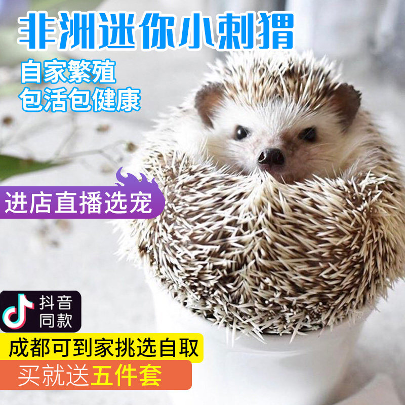 速发非洲子你刺猬活物送笼迷已打纯种健崽刺猬包活包幼康带笼
