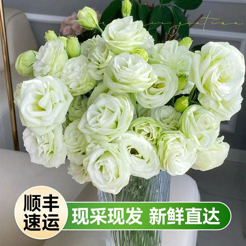 速发洋桔梗重瓣混色插桔南花束云梗基地直发家用洋花包邮