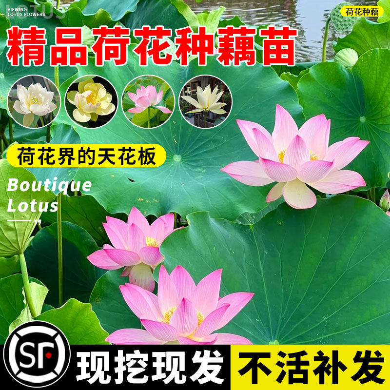 速发观赏荷花藕种盆栽水养莲花卉栽莲藕苗鱼碗塘池莲睡莲花缸水生