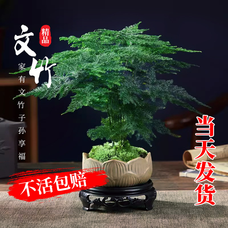 速发精品文竹叶栽室内高端盆楠小盆赤景客厅办公室桌面小绿植水培