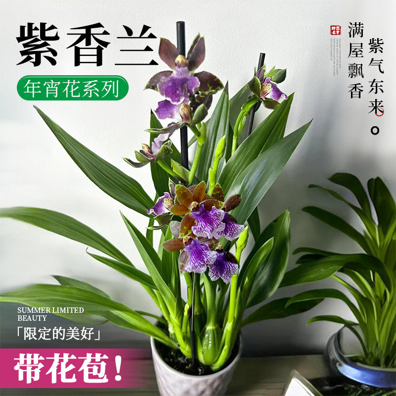 速发紫香兰盆栽浓花香蝴蝶兰精品兰花石斛兰室内好养四季开带苞型