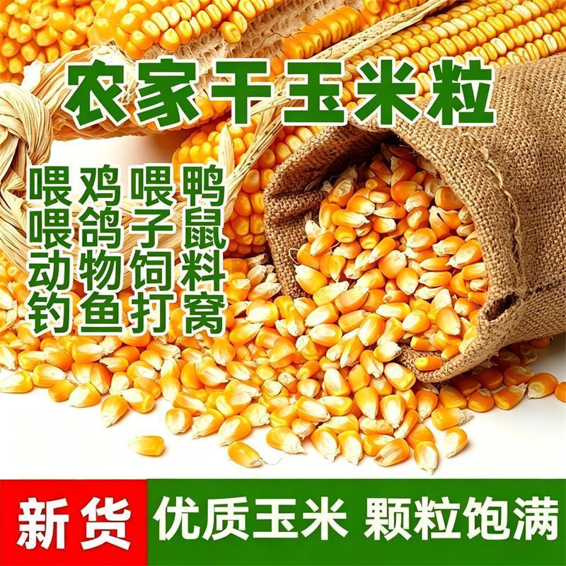 新鲜玉米粒畜牧猪牛羊兔专用饲料
