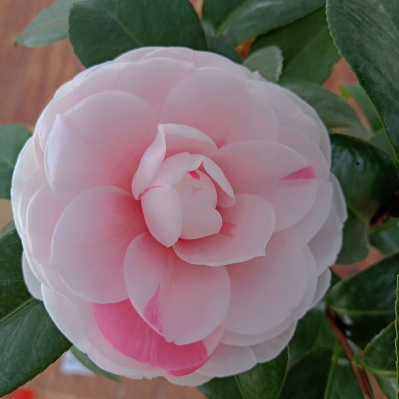 乔伊茶花原生苗室内庭院一树多色稀有名贵进口品种基地直销带花苞