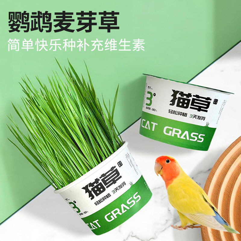 新鲜即食鹦鹉食用新鲜大麦草鸟零食饲料啃咬草虎皮牡丹玄凤鸟草