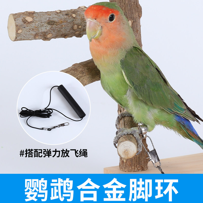不锈钢鹦鹉脚环虎皮牡丹玄凤小太阳和尚八哥开口脚环用品用具拴鸟