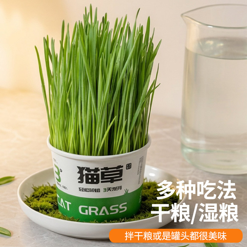 鹦鹉麦芽草粮大麦种子鹦鹉啃咬饲料鸟草盒零食促进消化解闷啄毛