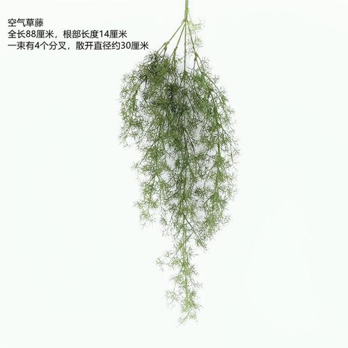 蔓花生价格 蔓花生图片 星期三
