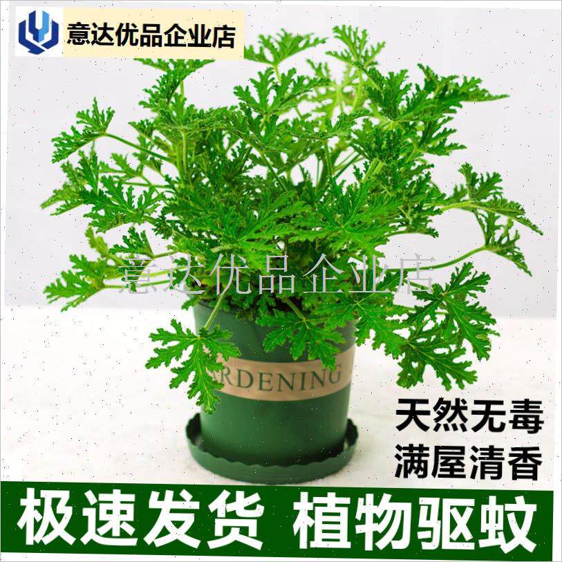 蚊草盆栽植物室外祛蚊阳台户外庭院香叶天竺葵开V花防蚊室内绿植,