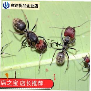 -红头弓背蚁 西双版纳野r采 超多卵幼 体型巨大 全国包邮 宠物蚂