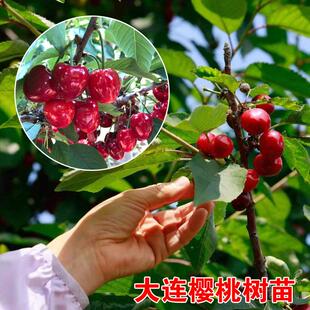 大连樱桃树苗南北方地栽庭院盆栽特大嫁接车厘子果树活苗当年结果