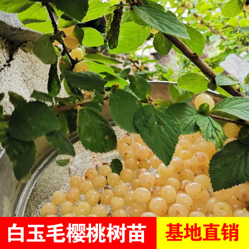 正宗白樱桃树苗嫁接白玉毛樱桃苗山樱野山小樱桃耐寒当年结果抗寒